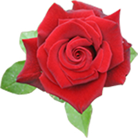 rose logo