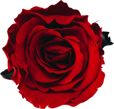 rose logo