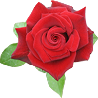 rose logo